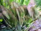 Chasmanthium latifolium - small image 2