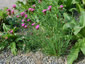 Dianthus carthusianorum - small image 2