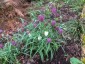 Fritillaria meleagris - small image 2