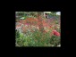 Geum magellanicum - small image 2