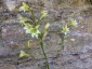 Gladiolus tristis - small image 2
