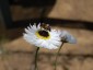 Helipterum roseum 'Pierrot' - small image 2