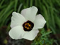 Hibiscus trionum - small image 2