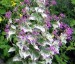 Lunaria annua 'Variegata' purple flowered - small image 2