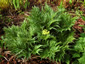 Molopospermum peloponnesiacum - small image 2