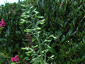 Nicotiana knightiana - small image 2