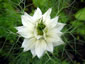 Nigella damascena 'Alba' - small image 2
