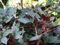 Paeonia cambessedesii AGM - small image 2