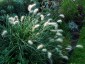 Pennisetum villosum - small image 2