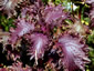 Perilla frutescens var. crispa - small image 2