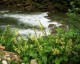 Salvia glutinosa - small image 2