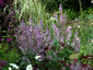 Salvia turkestanica - small image 2