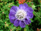 Scabiosa 'Deep Waters' - small image 2