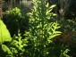 Silphium laciniatum - small image 2