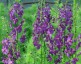 Verbascum phoeniceum 'Violetta' - small image 2