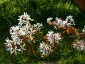 Amelanchier canadensis - small image 3