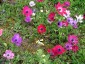 Anemone pavonina - small image 3