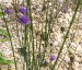 Cephalaria transylvanica - small image 3
