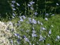 Chicory, Cichorium intybus - small image 3