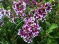 Cuphea 'Lilac Belle' - small image 3