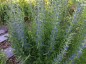 Echium vulgare - small image 3