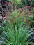 Eryngium pandanifolium 'Physic Purple' - small image 3