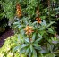 Isoplexis canariensis - small image 3