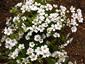 Limnanthes douglasii rosea - small image 3