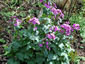 Lunaria annua 'Munstead Purple' - small image 3
