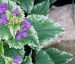 Lunaria annua 'Variegata' purple flowered - small image 3