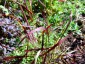 Panicum virgatum ex 'Shenandoah' - small image 3