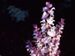 Salvia turkestanica - small image 3