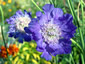 Scabiosa 'Deep Waters' - small image 3