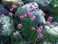 Allium narcissiflorum - small image 4