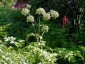 Angelica archangelica - small image 4