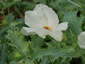 Argemone grandiflora - small image 4