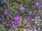 Brodiaea californica - small image 4