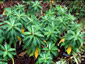Euphorbia stygiana - small image 4