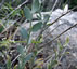 Fibigia clypeata - small image 4