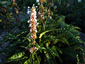 Morina longifolia - small image 4