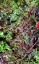 Panicum virgatum ex 'Shenandoah' - small image 4