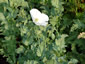 Papaver somniferum single white - small image 4