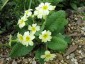 Primula vulgaris - small image 4