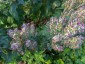 Scutellaria incana - small image 4