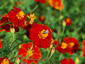 Tagetes 'Cinnabar' from Gt Dixter - small image 4