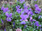 Viola corsica - small image 4