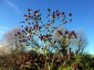 Eryngium pandanifolium 'Physic Purple' - small image 5