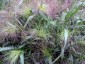 Panicum elegans 'Frosted Explosion' - small image 5