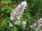 Salvia turkestanica - small image 5