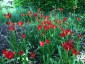 Tulipa sprengeri AGM - small image 5